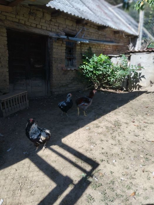Vind cocosi araucana si ameraucana