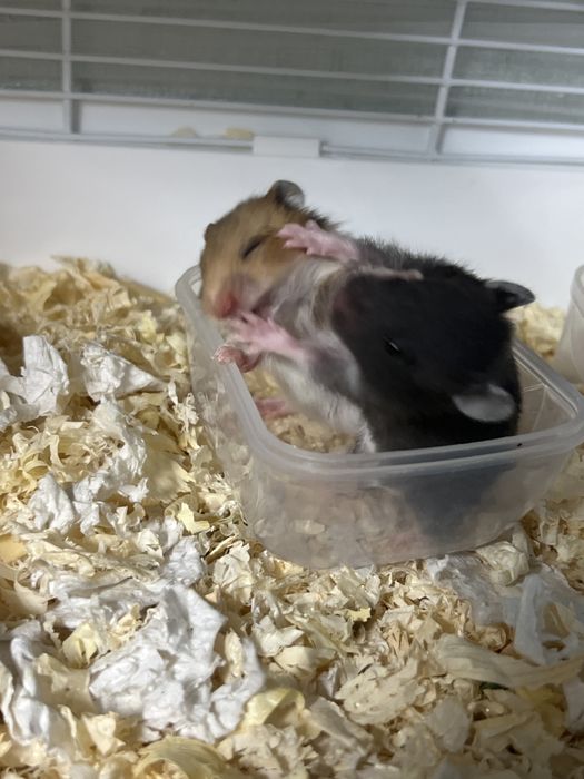 Сирийские хомячки