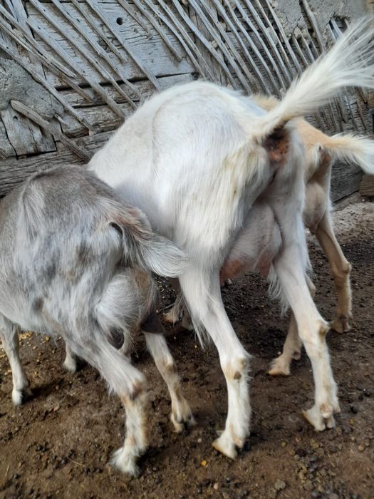 Capre Saannen de vânzare