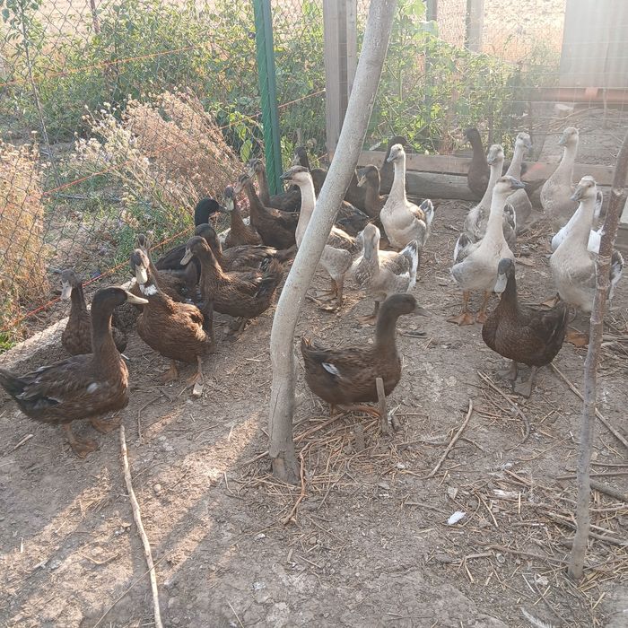 Rațe Rouen tineret  de 5 luni