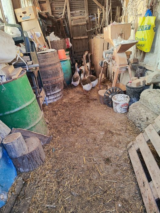 Гъски, патици и мини кохин