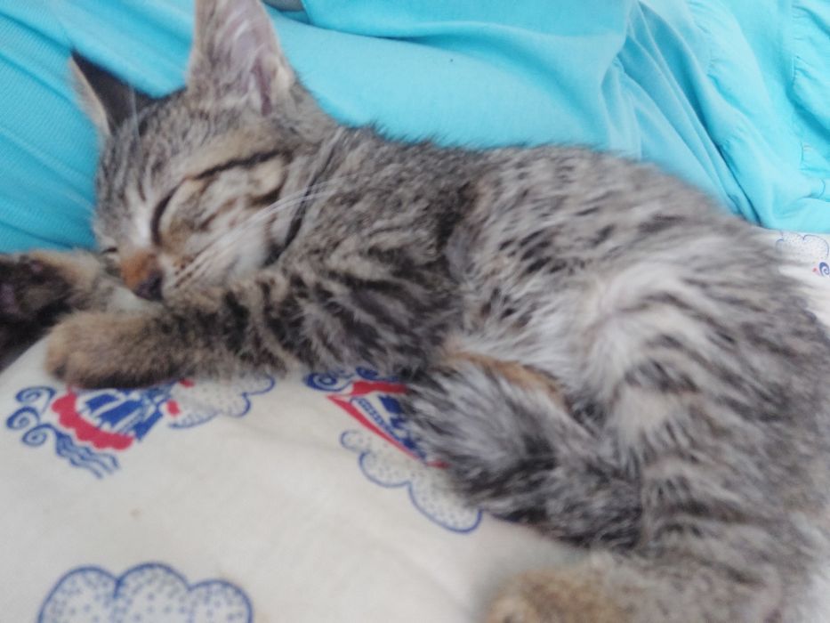 Котёнок девочка 3-4месяца