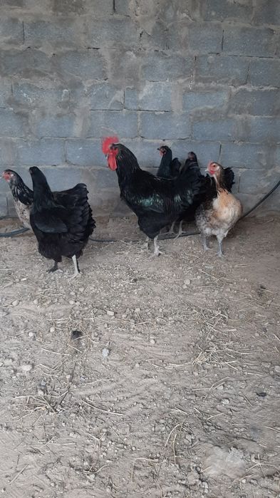 Инкубационное яйцо