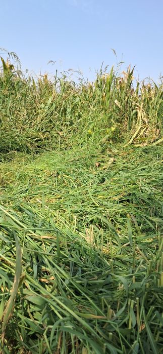 Сиырға жылқыға шөп сатамыз