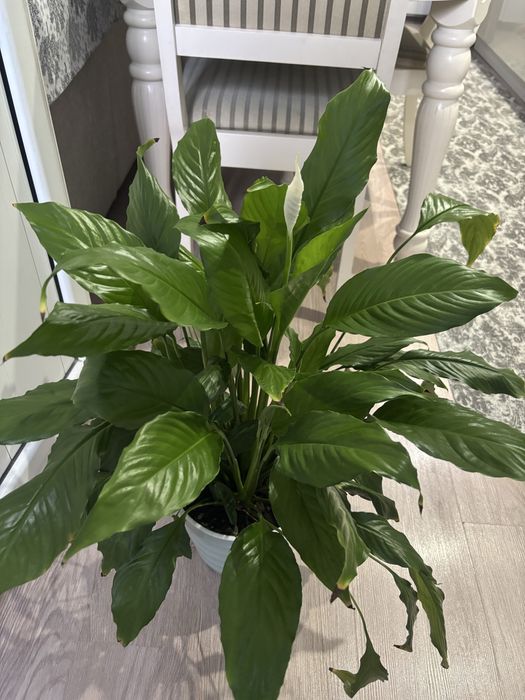 Спатифиллум. Женское счатье