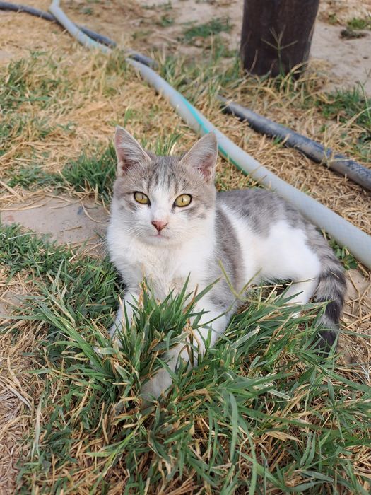 Котята 4 месяца в ответственные руки