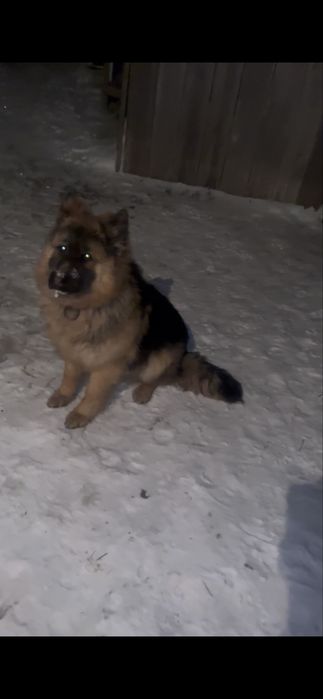 Овчарка 10мес длиношорсынй