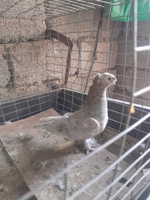 Птицы Голуби. Шымкент