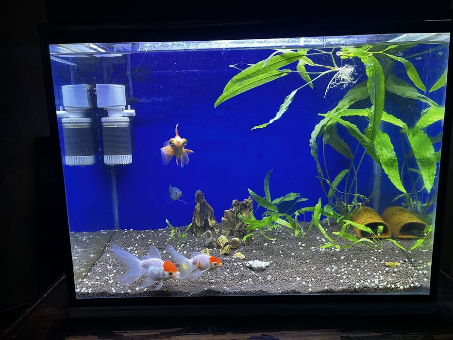 Аквариум на 115 л с рыбками