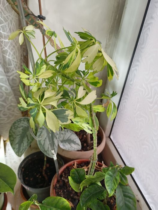 Шефлеры и эпипремиумы разные вариегатные