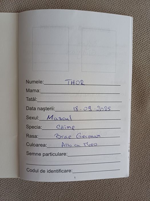 Câine dragut cu doua vaccinuri făcute