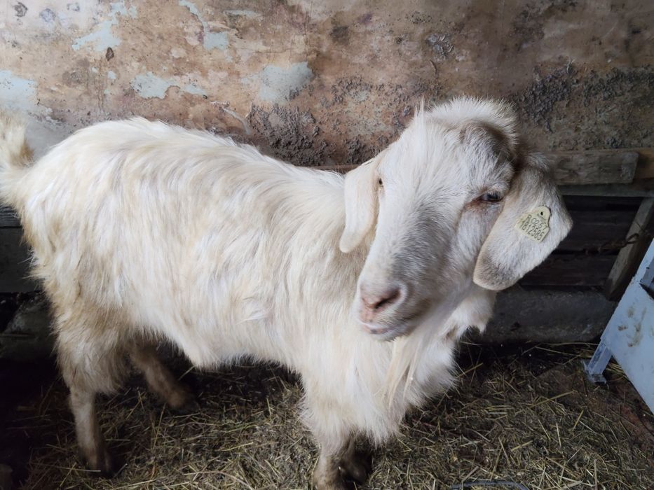 Vând țap de 2 ani sterilizat