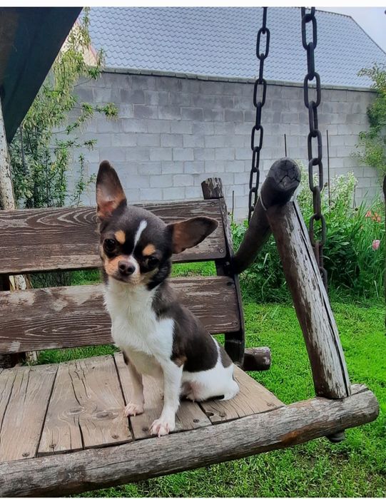 щенки чихуахуа мальчики