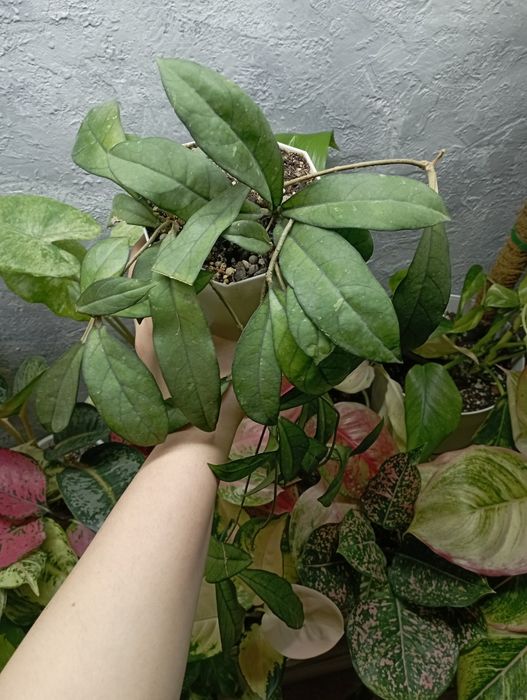 Комнатные растения