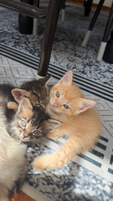 Сибирские котята