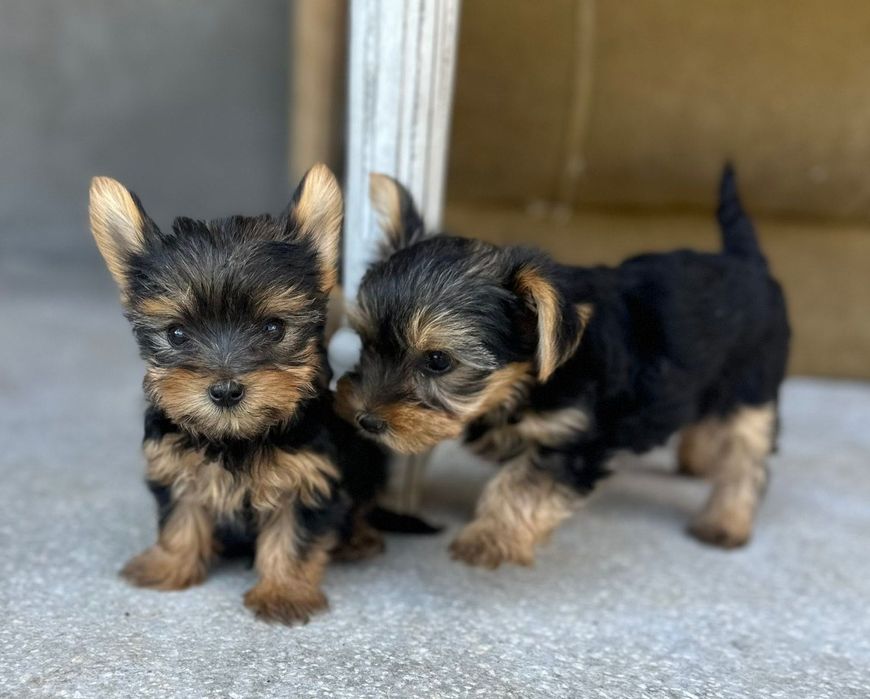 Чистокръвно мъжко кученце – Йоркширски териер