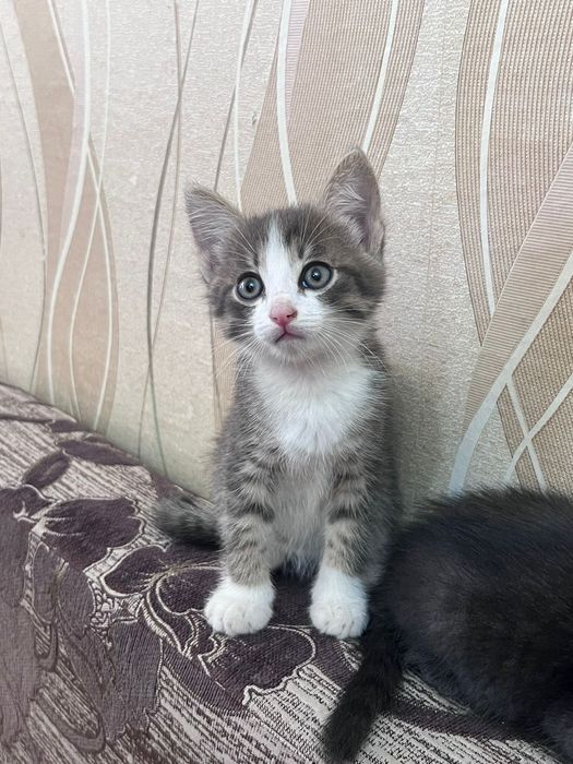 Отдам котят в добрые руки