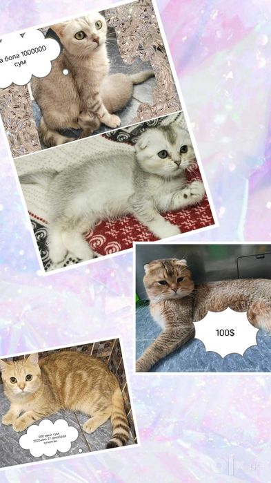 Шиншилла.мушук.кошка котятами