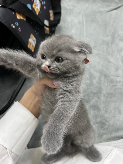 Scottish fold boy ( 3oylik, aqlli,mehribon judayam)