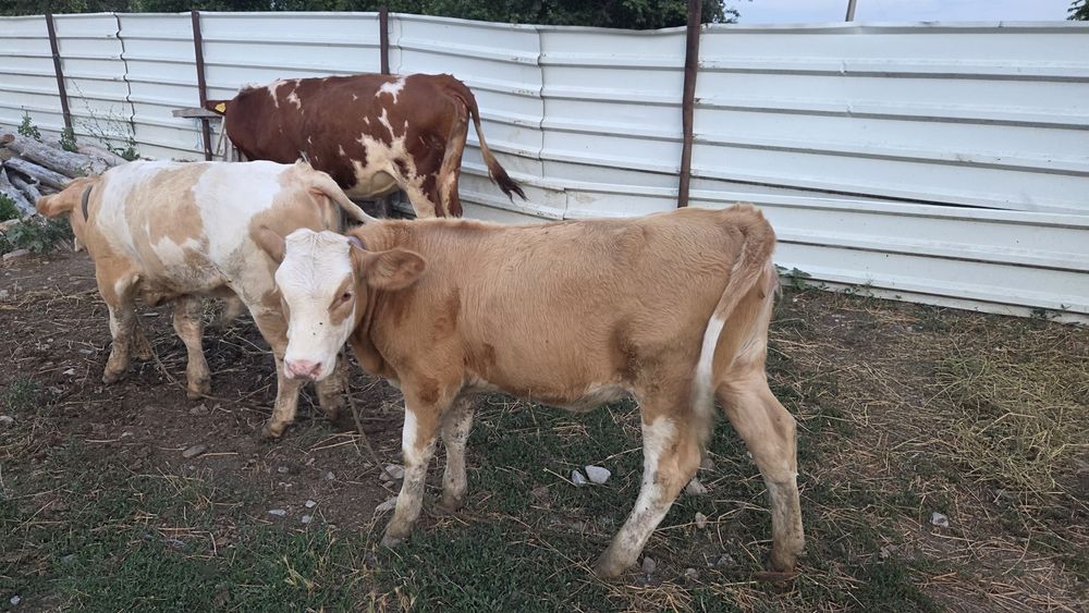 Vând 2 viței,  taur si vitea bălțată românească  de 5 luni. Preț negociabil