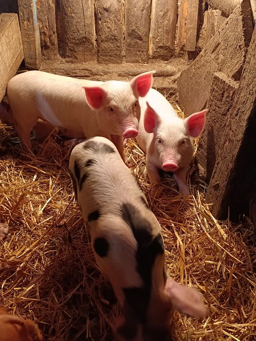 Продам просят 30000