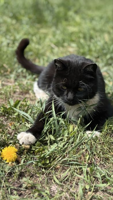 Отдам кота, ищу дом для кота