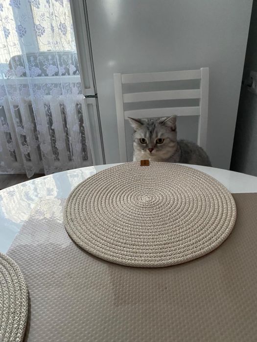 Отдам кошку бесплатно
