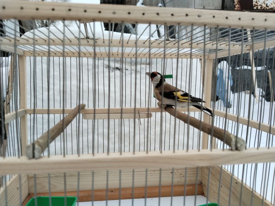 Продам щегла чижа с клеткой