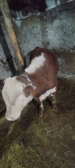 Быки откорм продам