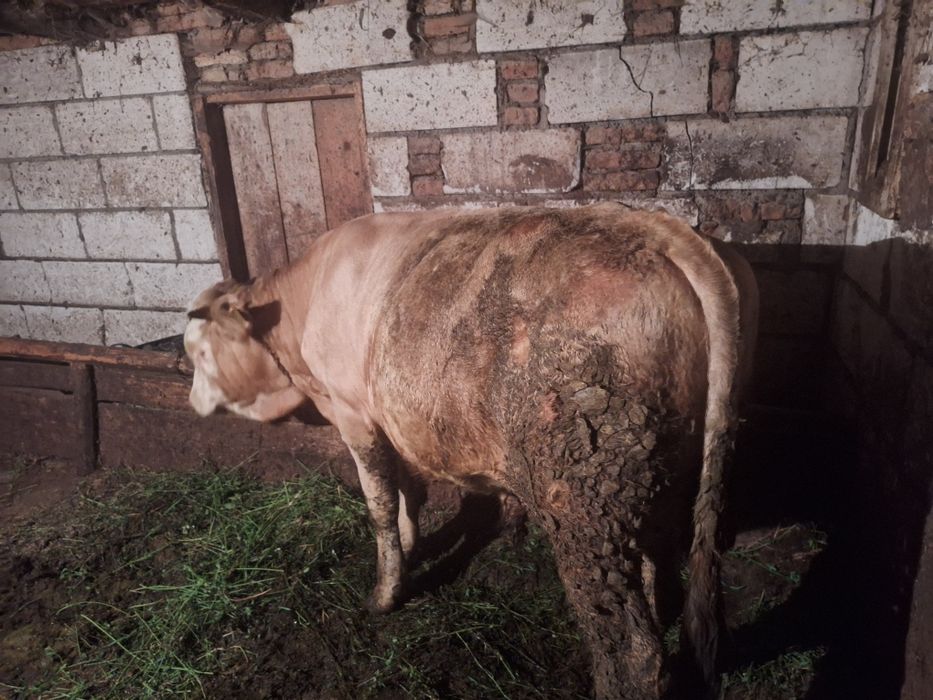 Taur bălțat de vânzare