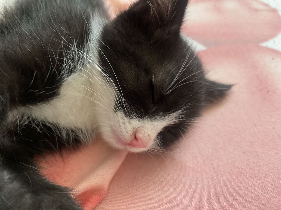 Отдам двух котят сирот г.Косшы