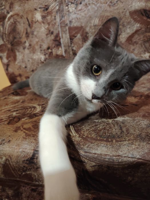 Полупородисто мъжко коте