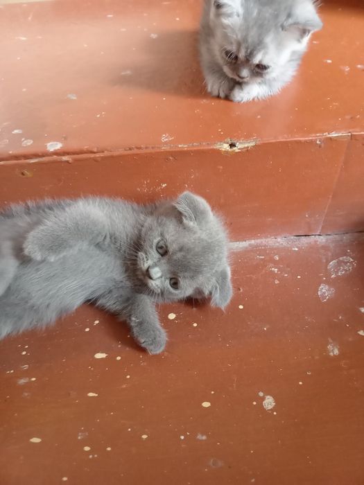 Британ мушукчалар сотиали