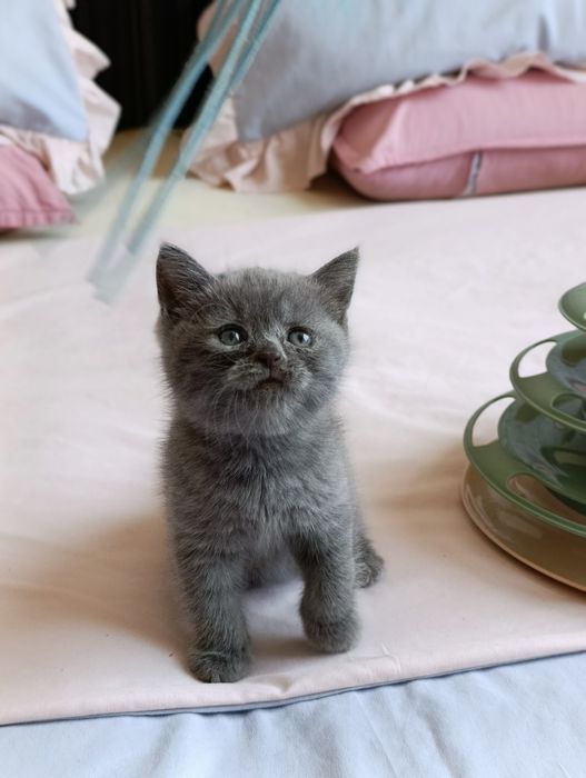 Emo porno video onlayn