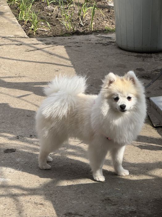 померан шпиц на една година