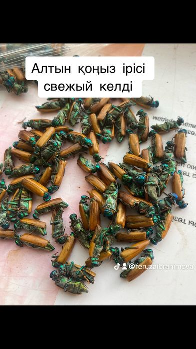 Емдік алтын қоңыз