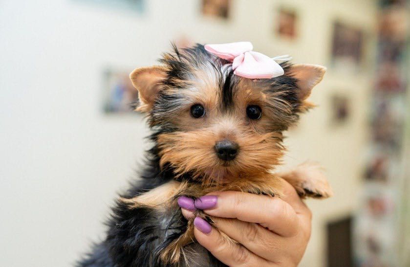 Йоркширской терьер Щенята