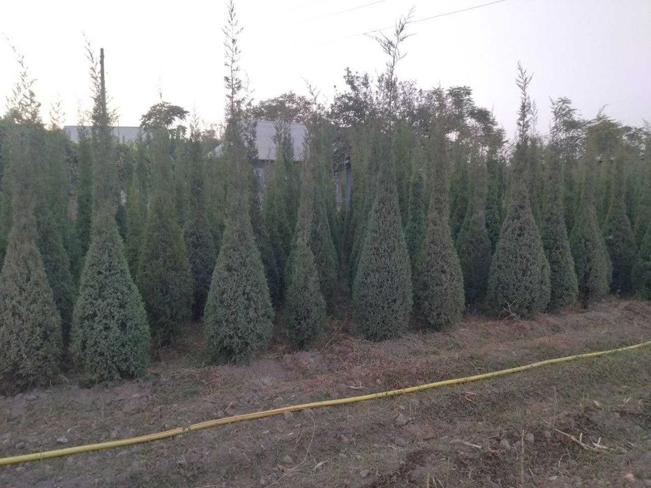 Арча ва дикратив дарахтлар