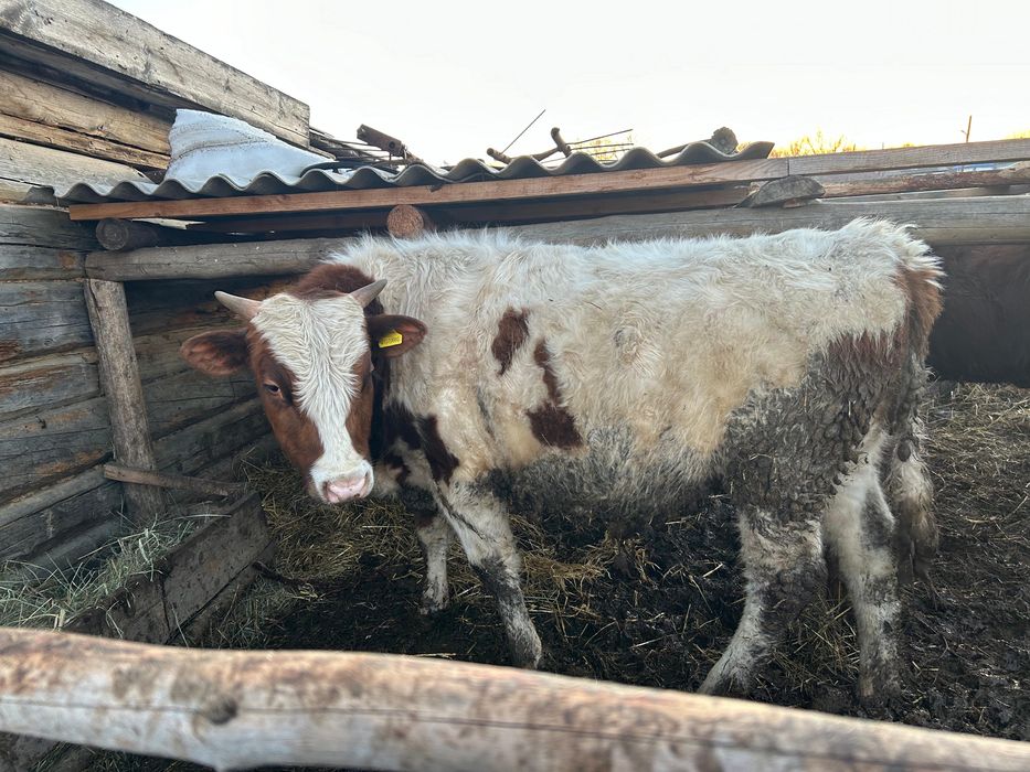 Продам КРС молодняк