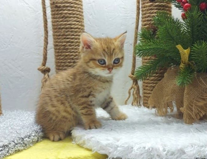 Британские коТята