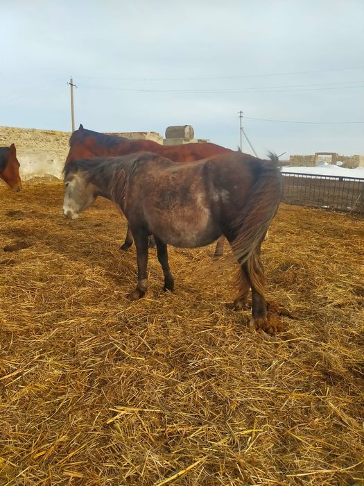 Құлынды биелер сатылады