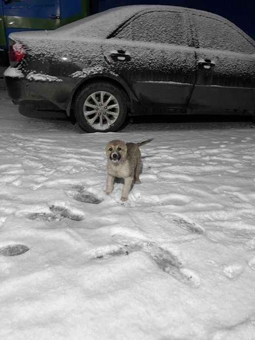 алабай ұрғашы күшік 2,5 айлық