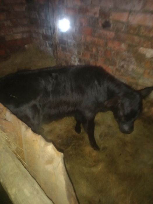 Продам телёнка посёлок бектау