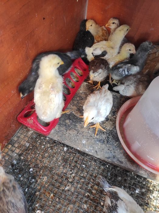 Pui de casă  de 3-4 săptămâni, majoritatea puicuțe, foarte frumosi!