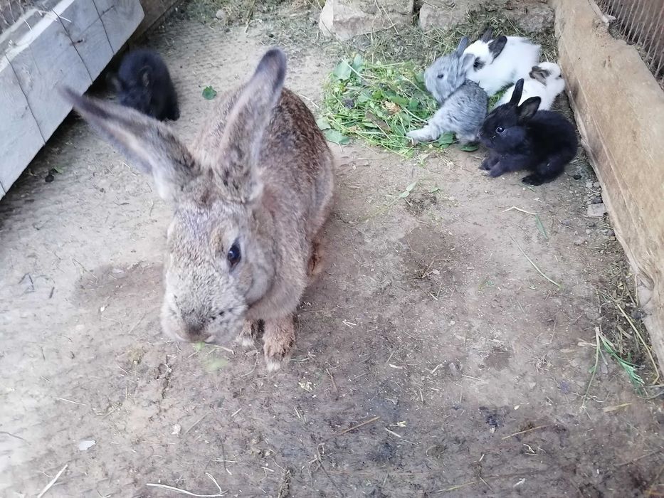 Para quyonlar sotiladi