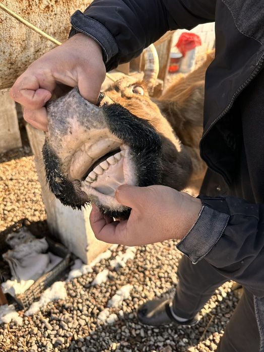 Корова Алатауская