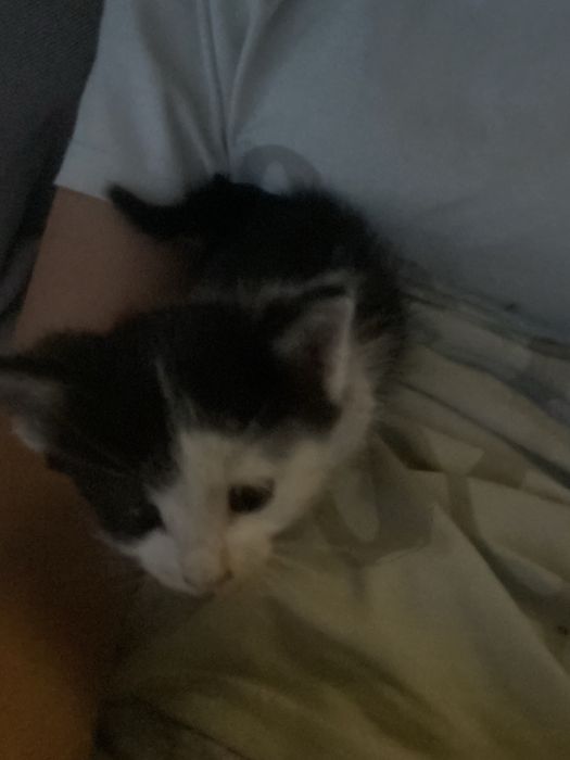 Отдаю котят в хорошие руки