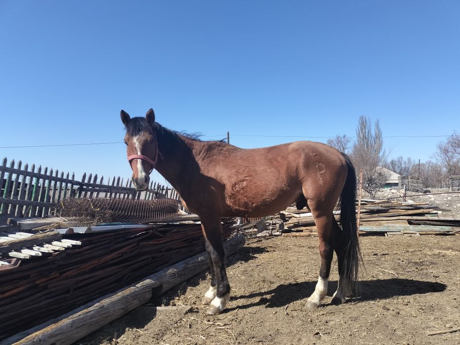 Айғыр сатам 6ж юрде жур