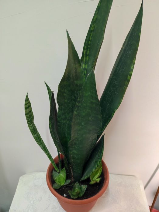 Сансевиерия Уитни.