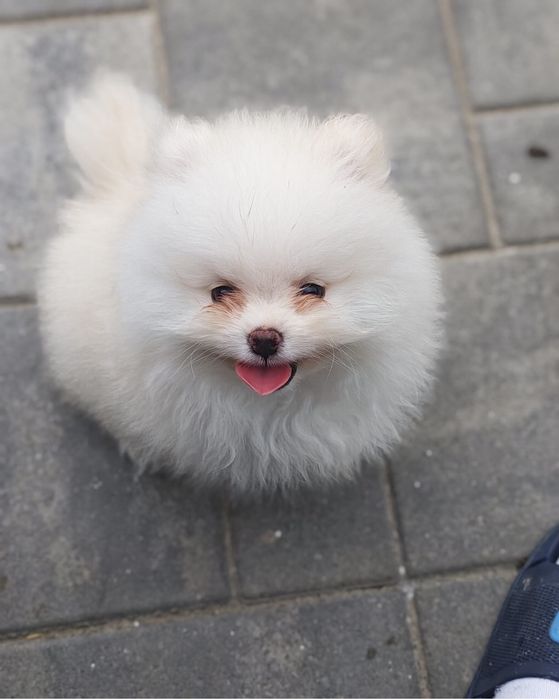 Pomeranian mascul